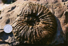 Ammonite Fossil in Cretaceous Period Found in Kamiamakusa.