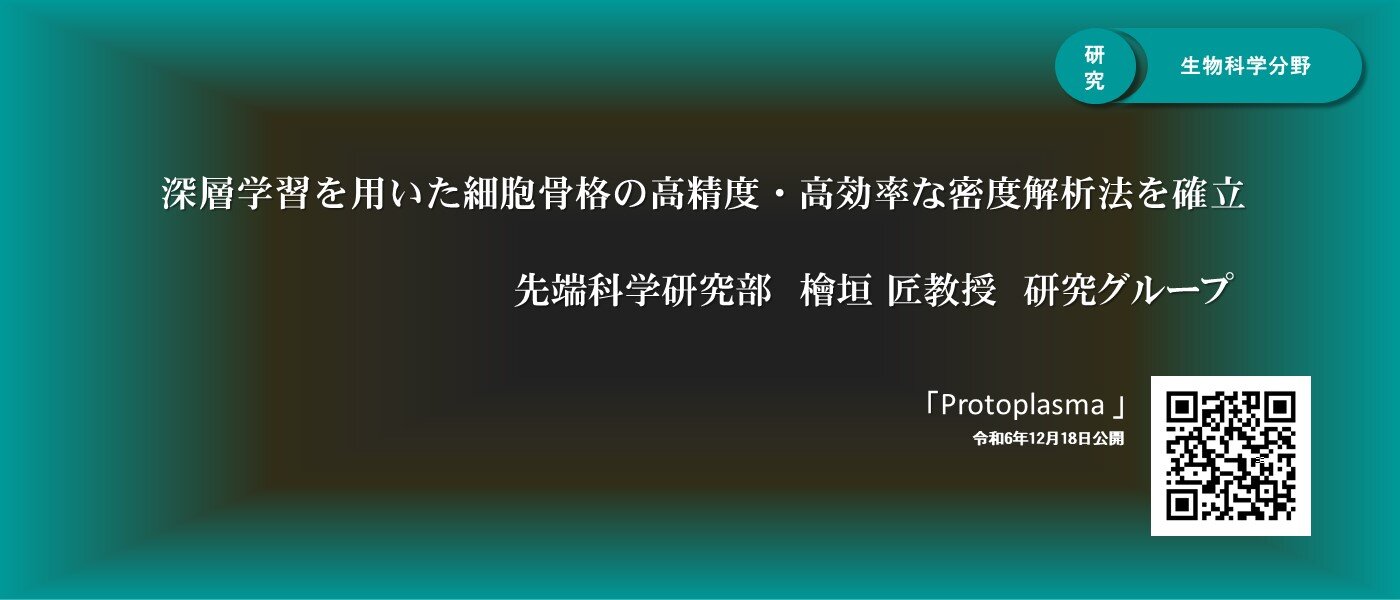 深層学習を用いた細胞骨格の高精度・高効率な密度解析法を確立